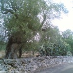 サン ・ ヴィート ・ デイ ・ ノルマンニの田舎でのオリーブ木立