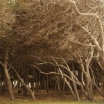 Lido Conchiglie - Fotos otorgados por Ángel urbano